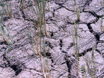 Gartenzwerg_trocken